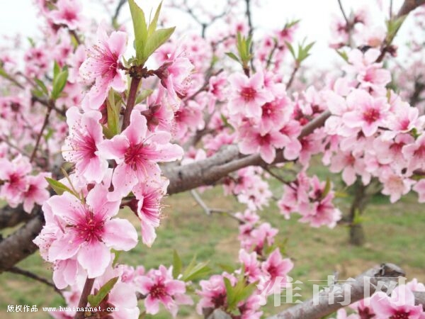第十二届中国曹庵桃花草莓节开幕