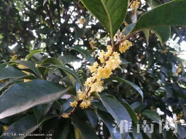 秋风吹不尽 桂香袭人来-淮南网